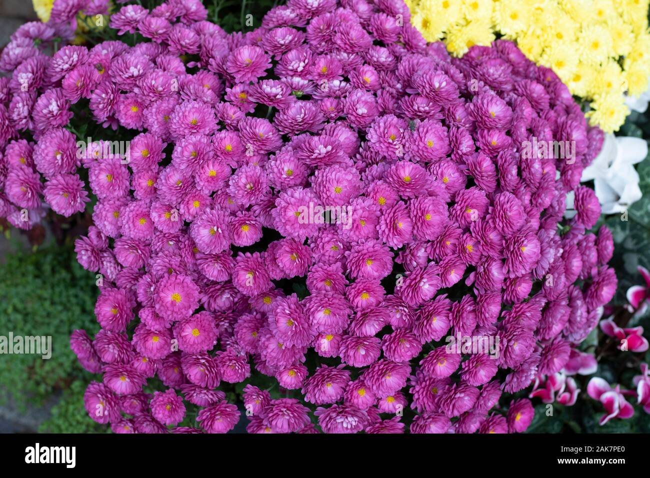 Dahlia pinnata purple est une très belle fleur. Banque D'Images