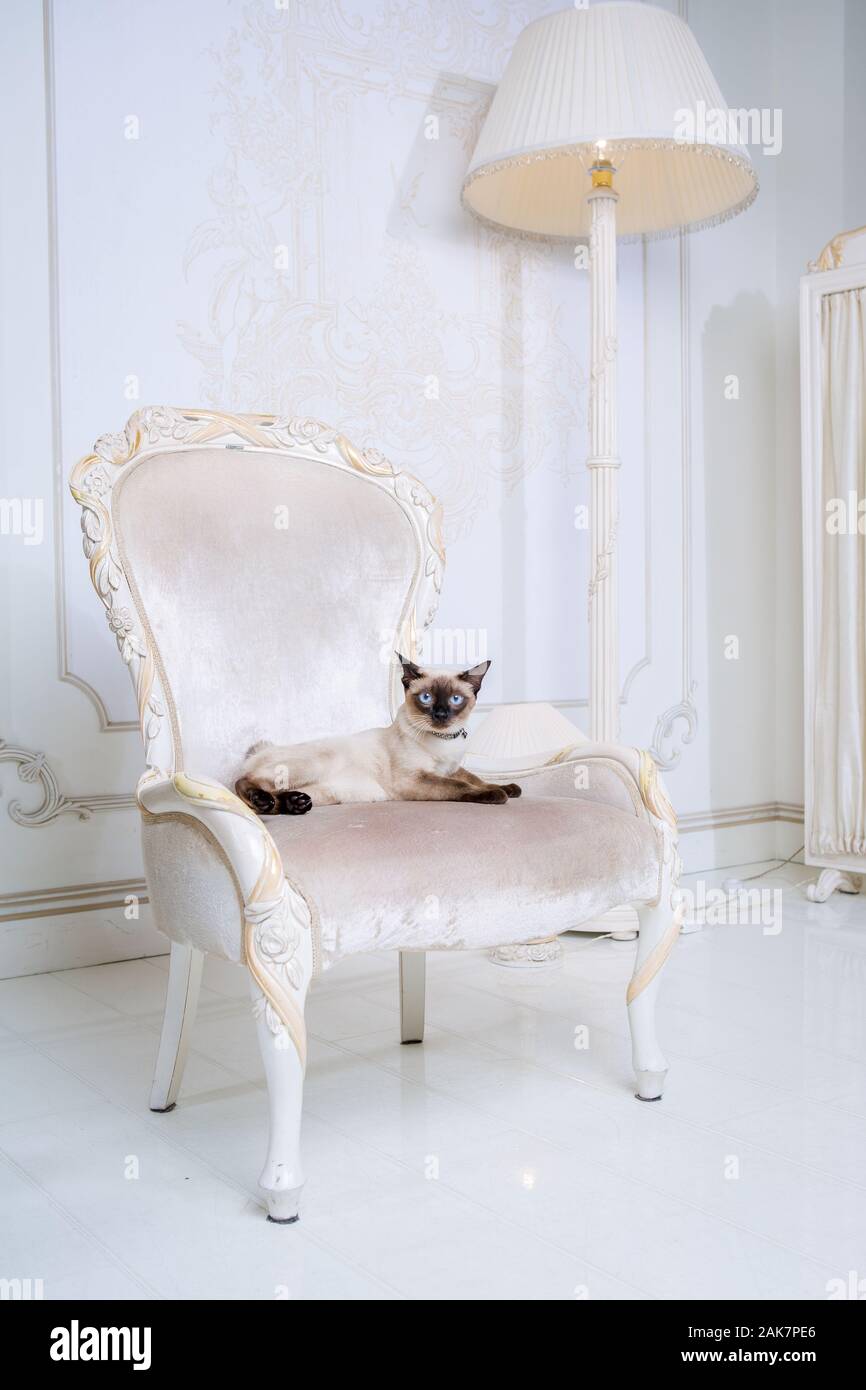 Mekong bobtail chat adulte femelle. Belle race de chat Mekongsky. Bobtail chat sans queue assis sur fauteuil baroque rétro chic. chaise dans un royal Banque D'Images