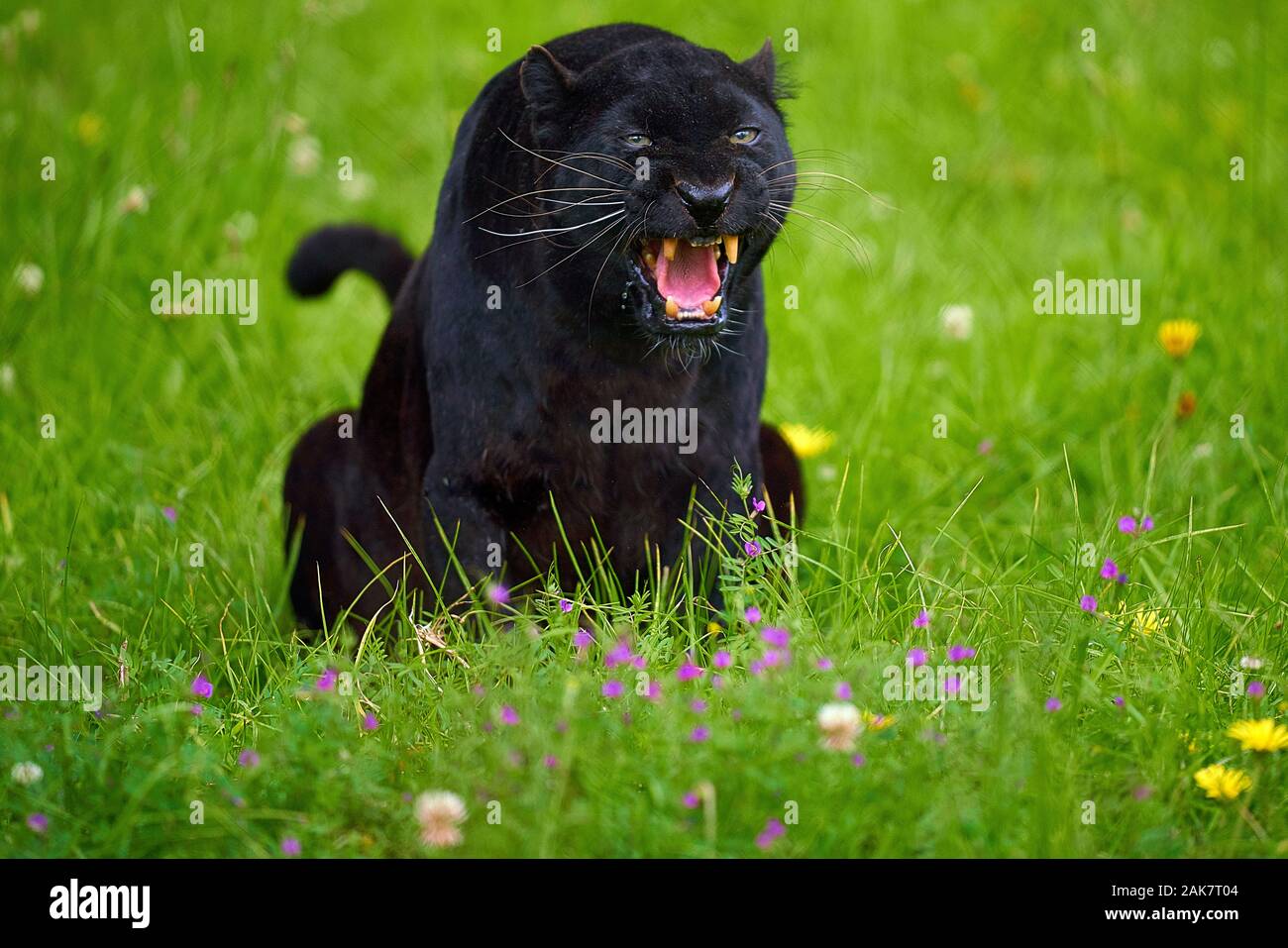 rencontre noire et blanc