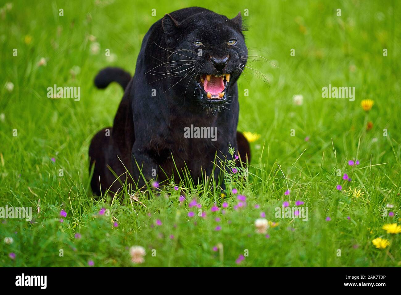 Black Leopard Or Black Panther Banque D Image Et Photos Page 6 Alamy Black Leopard Or Black Panther Banque D Image Et Photos Page 6 Alamy