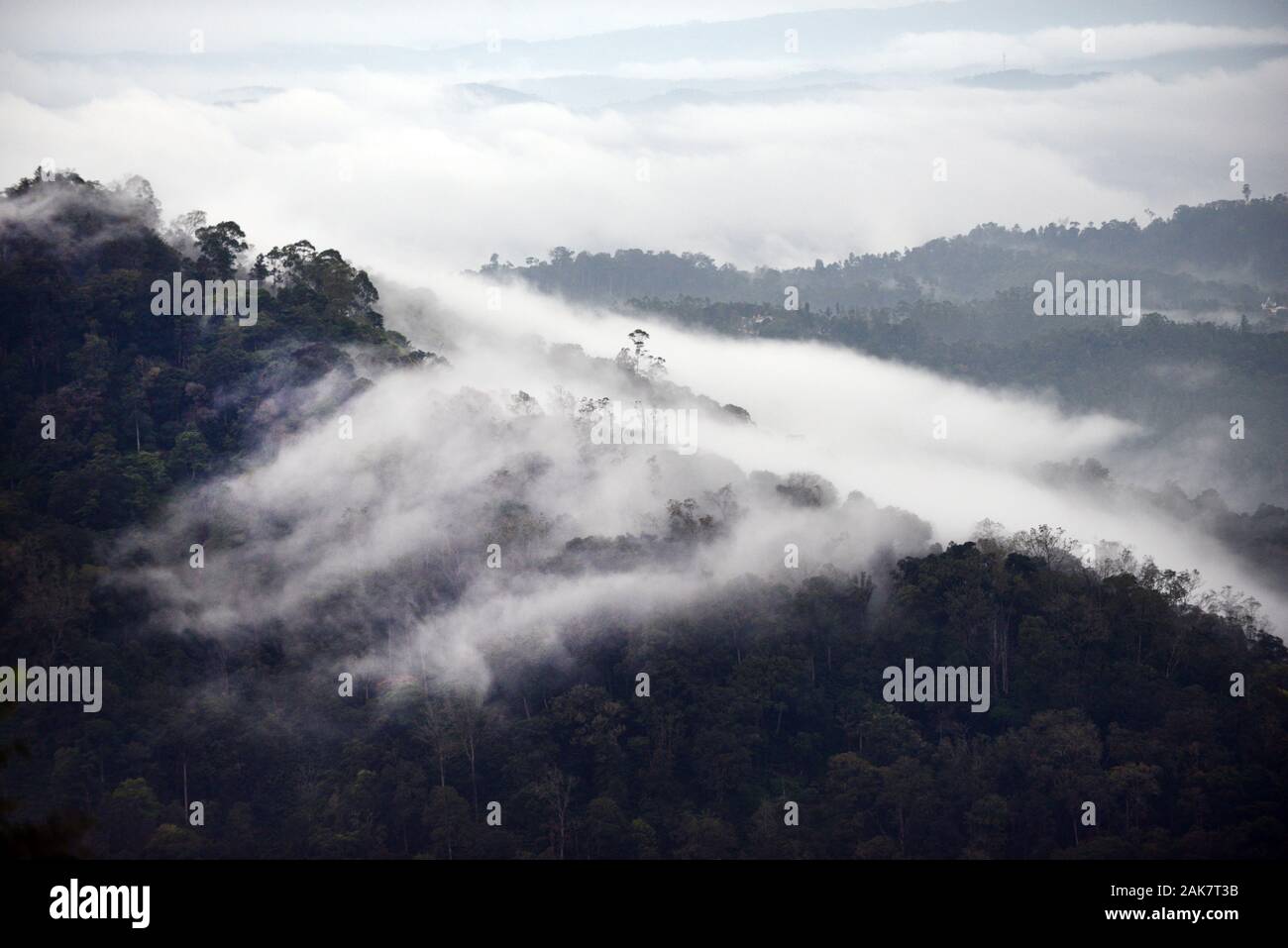 Misty paysages à Munnar, Inde. Banque D'Images