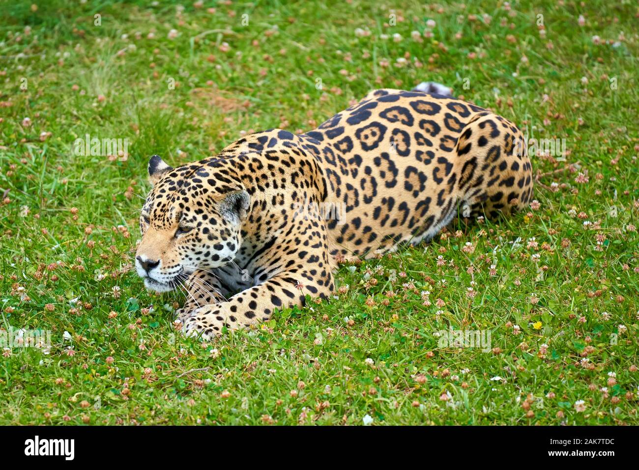 Rencontre étroite avec le léopard. Léopard noir. Tigre, tigre blanc. Lion Banque D'Images