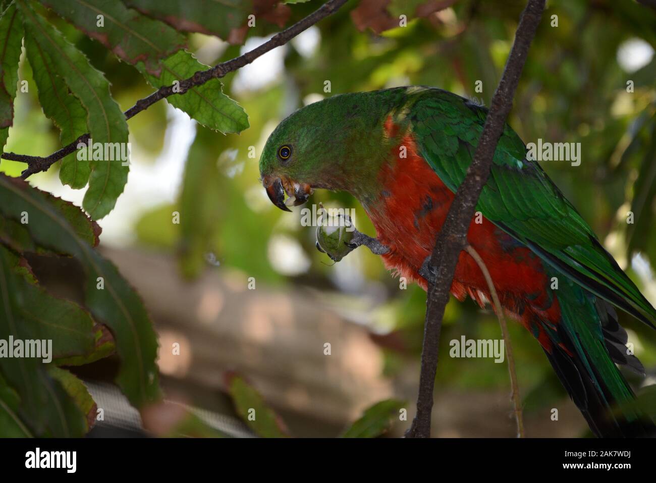 Australian King Parrot femelle Banque D'Images