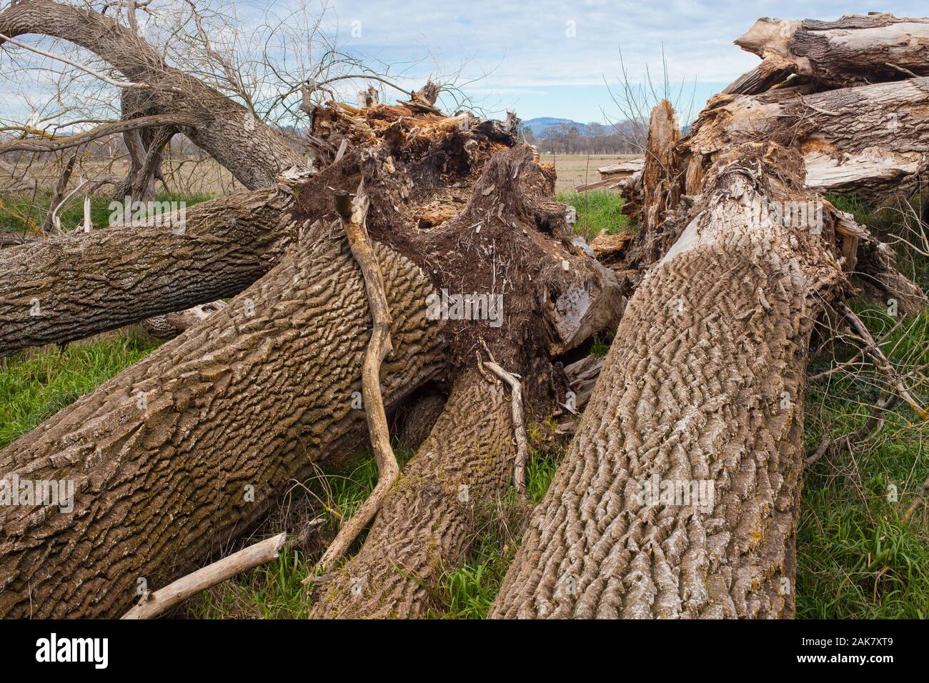 Mort d'un arbre énorme: Peuplier noir. Banque D'Images