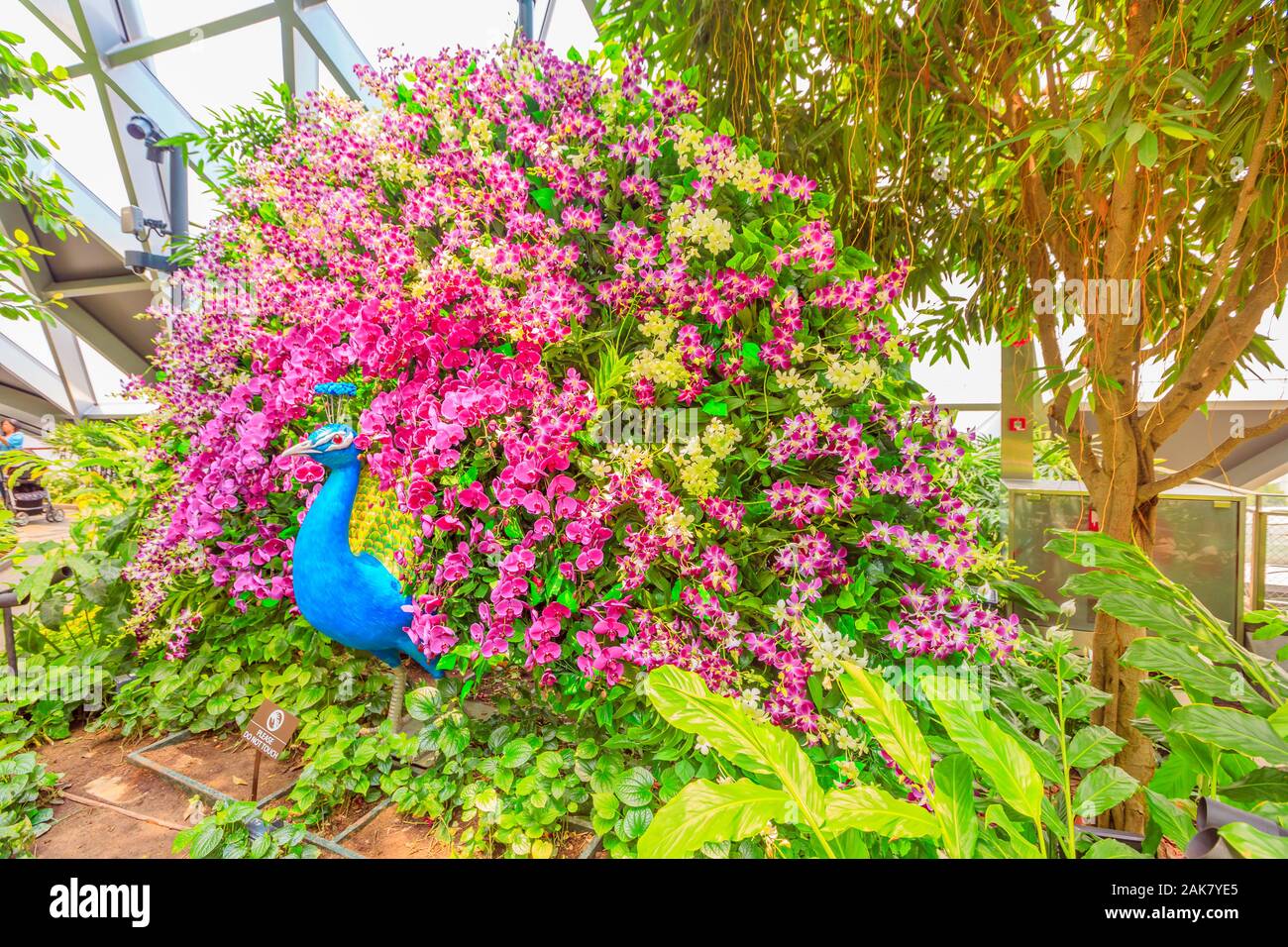 Singapour - Aug 8, 2019 : Peacock Flower Sculpture, marcher au Parc des Topiaires du couvert. L'aéroport de Changi est un joyau sur le thème de la nature avec des jardins, des attractions, un Banque D'Images