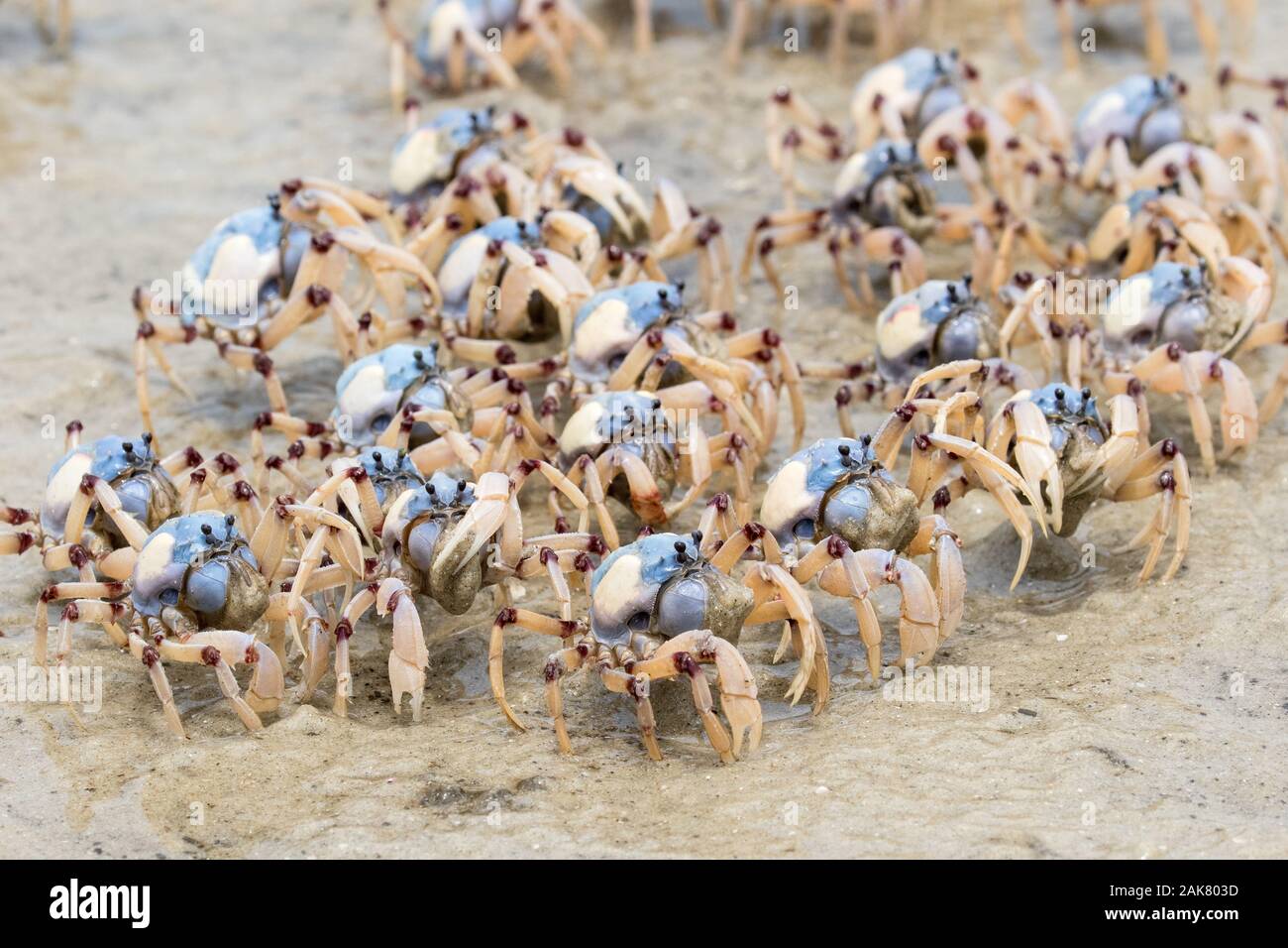 Plage de sable sur les crabes de soldat à marée basse Banque D'Images