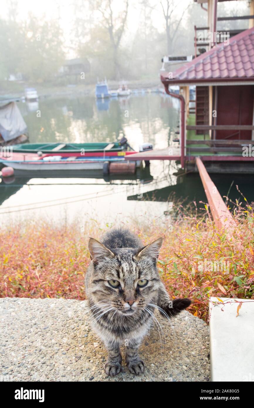 Stray Cat sitting par le quai de la rivière Cédric Deniaud à Pancevo, en Serbie, au cours d'un automne coucher du soleil. Pancevo est l'une des plus grandes villes du voïvode Banque D'Images