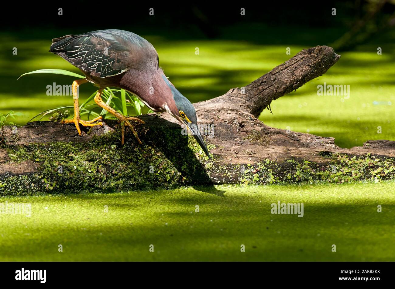 Heron vert debout sur le journal Banque D'Images