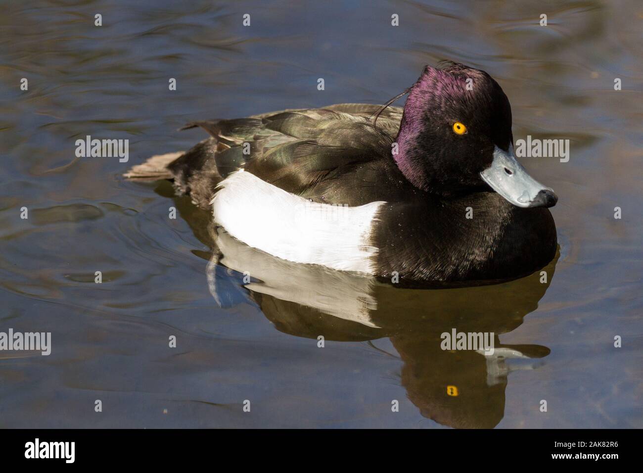 Canard touffeté mâle (Aythya fuligula) sur un lac dans un parc de Kanagawa, au Japon Banque D'Images