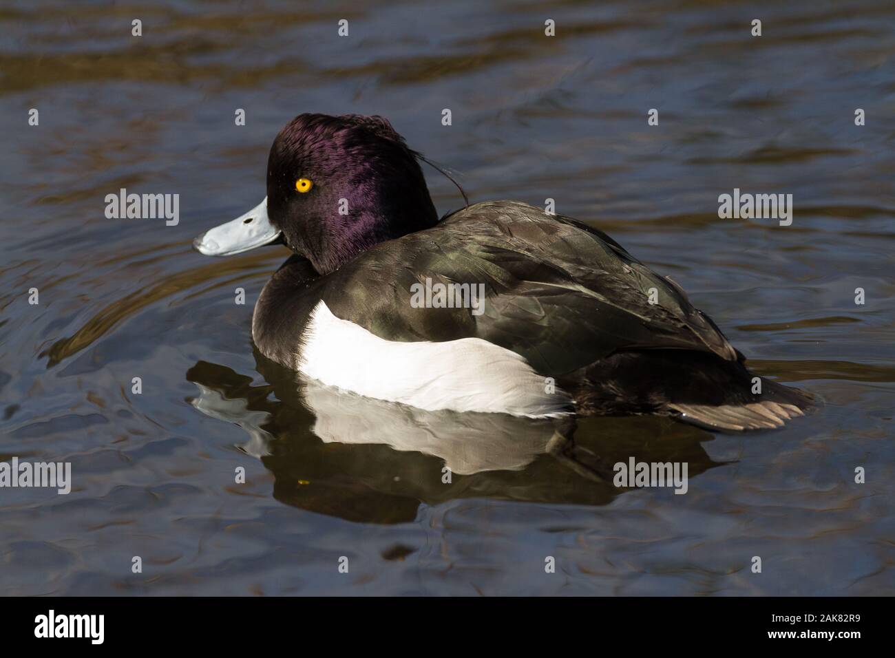 Canard touffeté mâle (Aythya fuligula) sur un lac dans un parc de Kanagawa, au Japon Banque D'Images