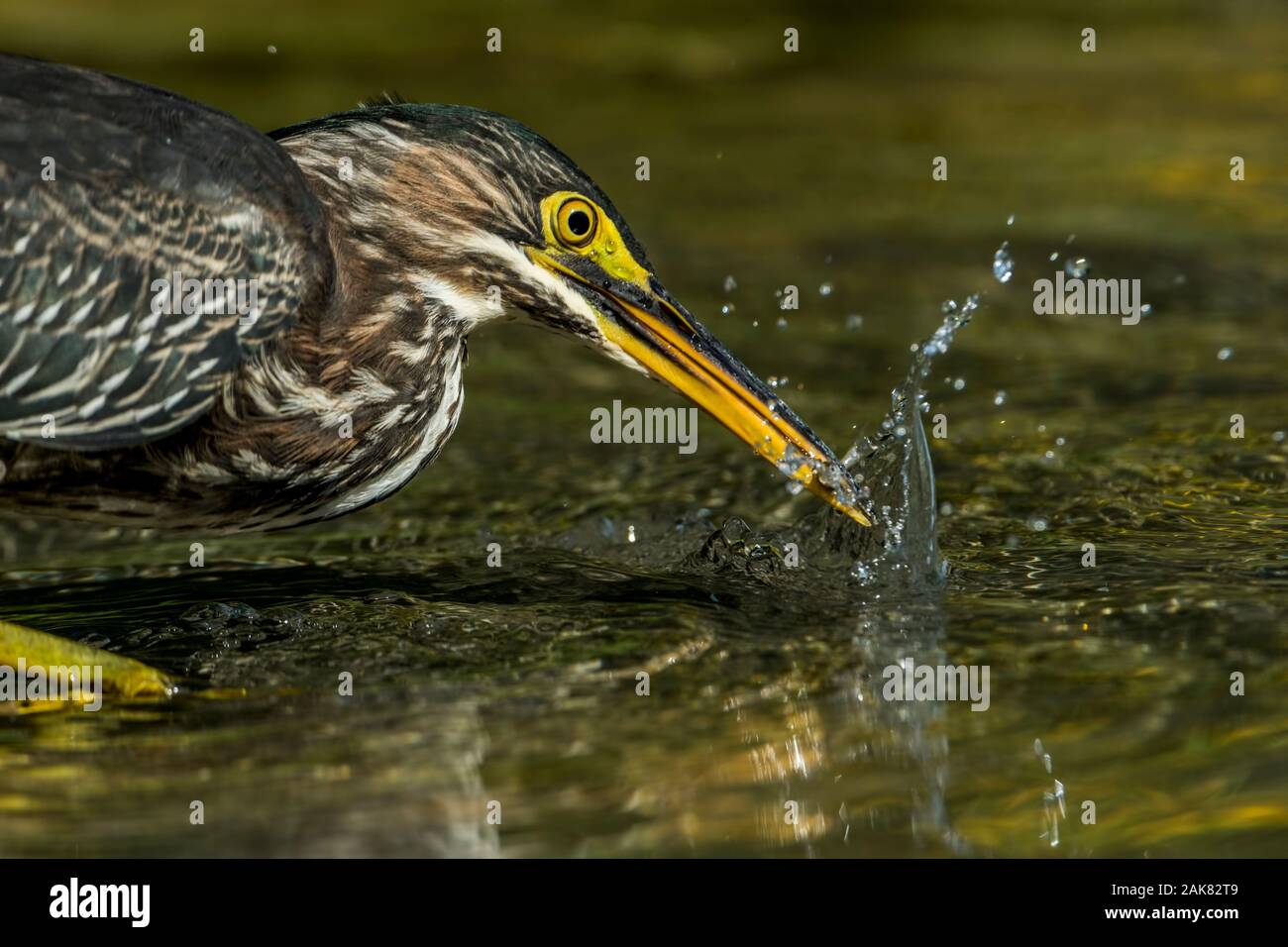 Heron Vert Debout Dans L'Eau. Banque D'Images