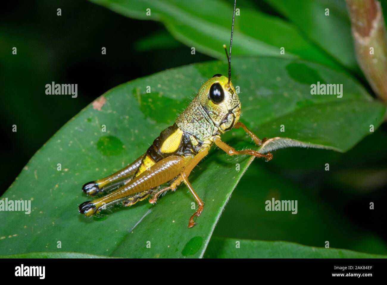 Sauterelle non identifiés, le Parc National de Sinharaja, Sri Lanka Banque D'Images
