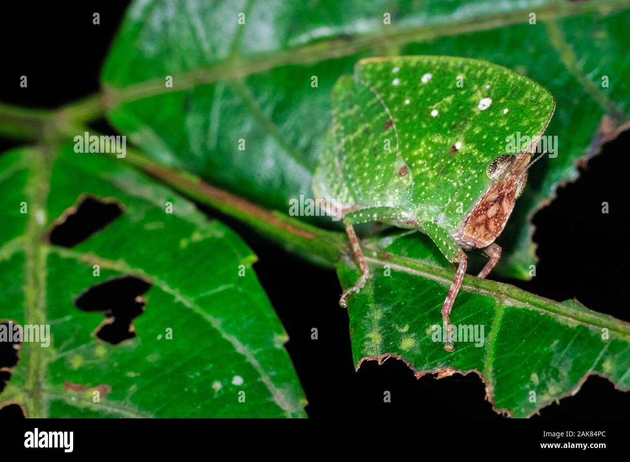 Feuilles à capuchon sauterelle, Phyllochoreia espèces, les Ghâts occidentaux, de montagnes Sahyadri, Site du patrimoine mondial de l'Unesco, Goa, Inde Banque D'Images