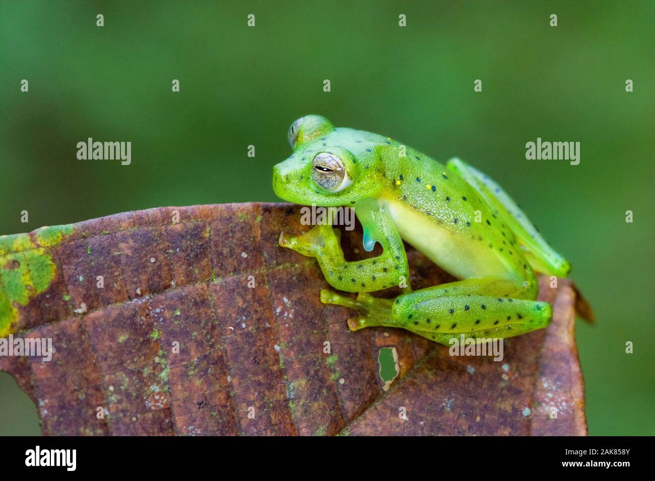 Glassfrog Espadarana prosoblepon Emeraude, Communauté andine, cloud forest Lodge, Mashpi Mashpi réserve naturelle privée, Mashpi, Choco, Andes, ou des montagnes andines, Banque D'Images