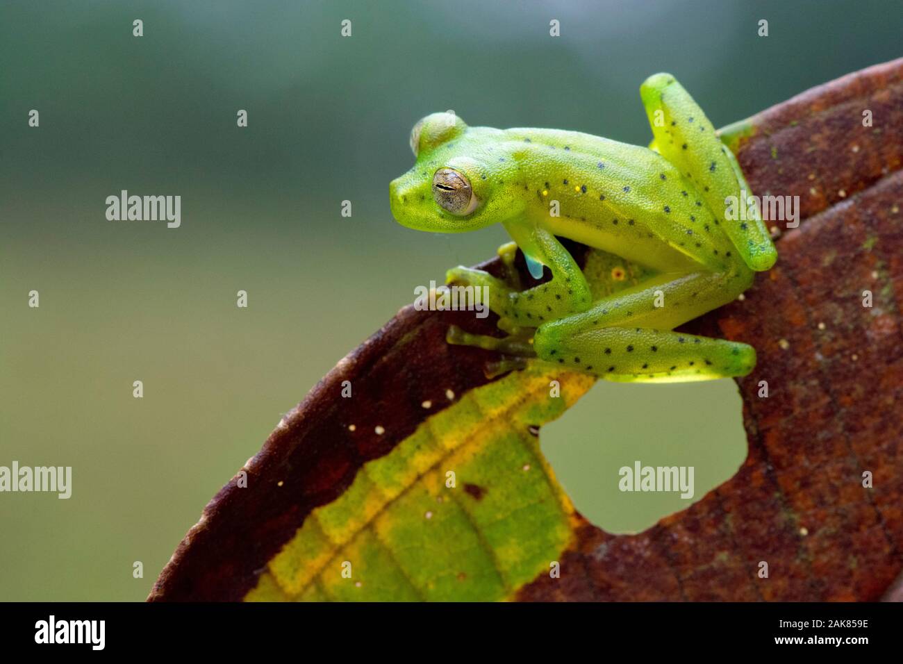 Glassfrog Espadarana prosoblepon Emeraude, Communauté andine, cloud forest Lodge, Mashpi Mashpi réserve naturelle privée, Mashpi, Choco, Andes, ou des montagnes andines, Banque D'Images