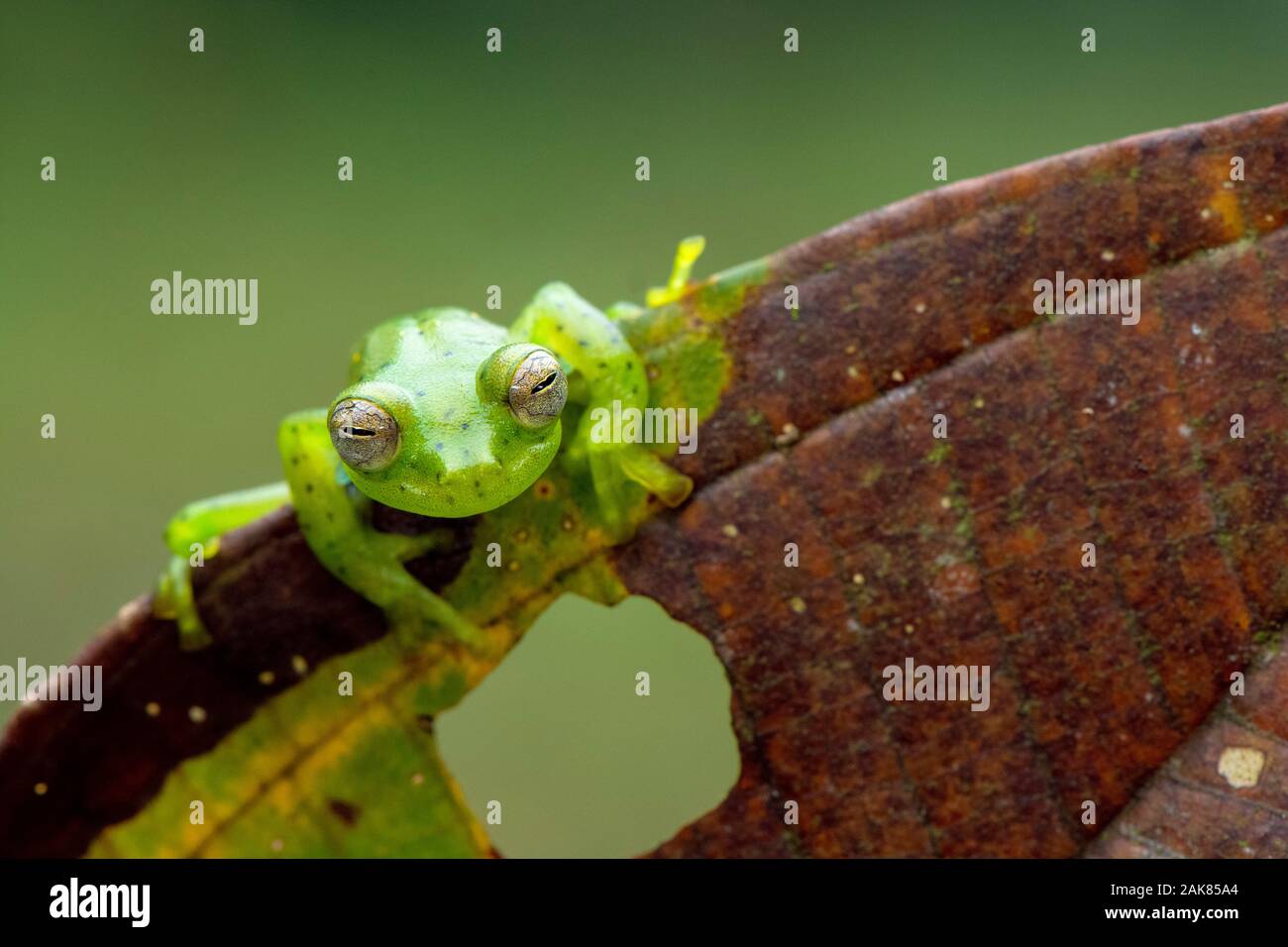 Glassfrog Espadarana prosoblepon Emeraude, Communauté andine, cloud forest Lodge, Mashpi Mashpi réserve naturelle privée, Mashpi, Choco, Andes, ou des montagnes andines, Banque D'Images