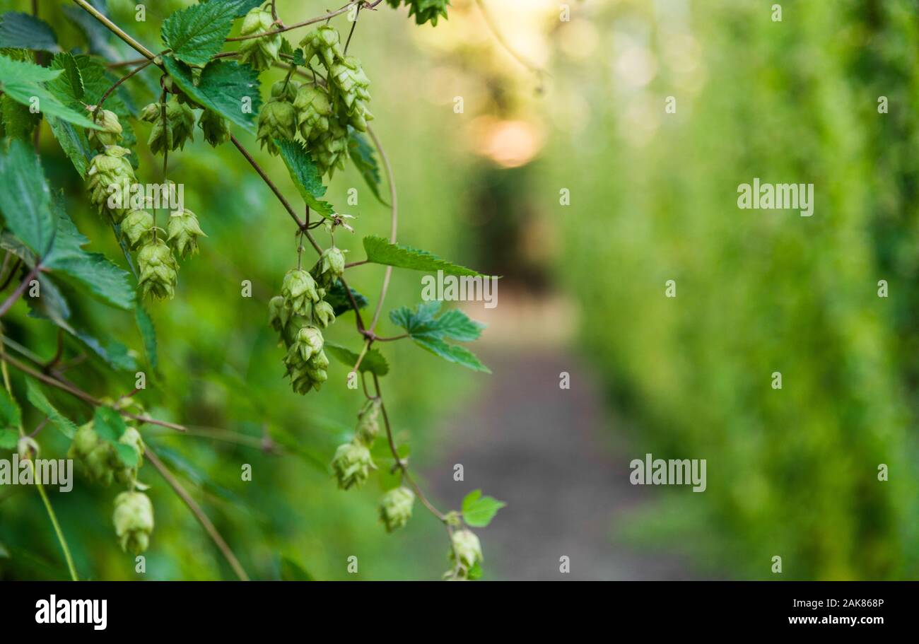 Houblon fruits poussant sur le champ d'un brassage de bière maison. Banque D'Images