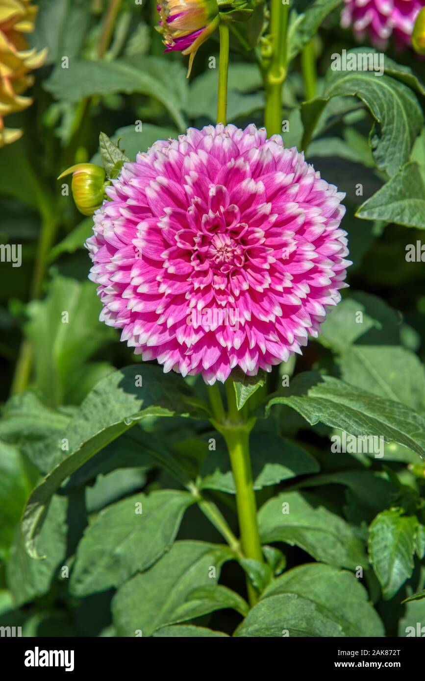 Dahlia de Swan Island Dahlias ferme durant le Festival du Dahlia. Situé dans la région de Woodburn, Oregon, est le plus grand producteur de dahlia aux États-Unis. Banque D'Images