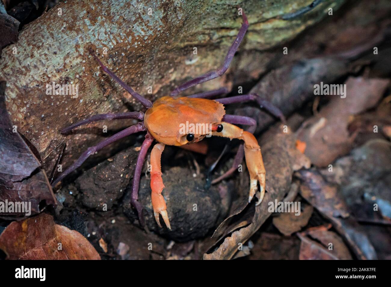 Crabe d'eau douce de Madagascar, Madagapotamon humberti, espèce endémique, l'Ankarana, Réserve de parc national d'Ankarana, Madagascar Banque D'Images