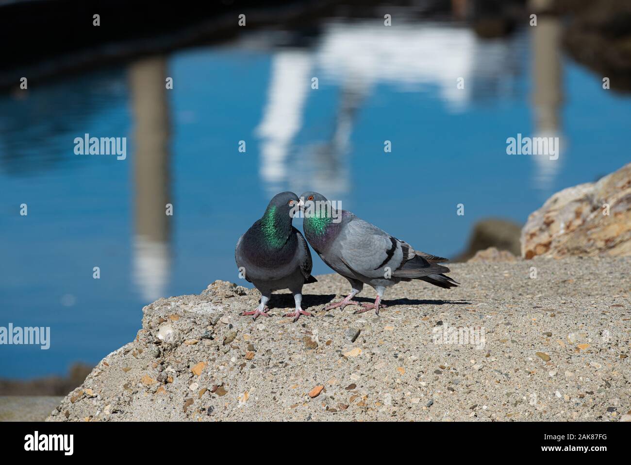 Deux pigeons sauvages combats pendant la saison des amours la photographie d'espèces sauvages par RJ Styles. Banque D'Images