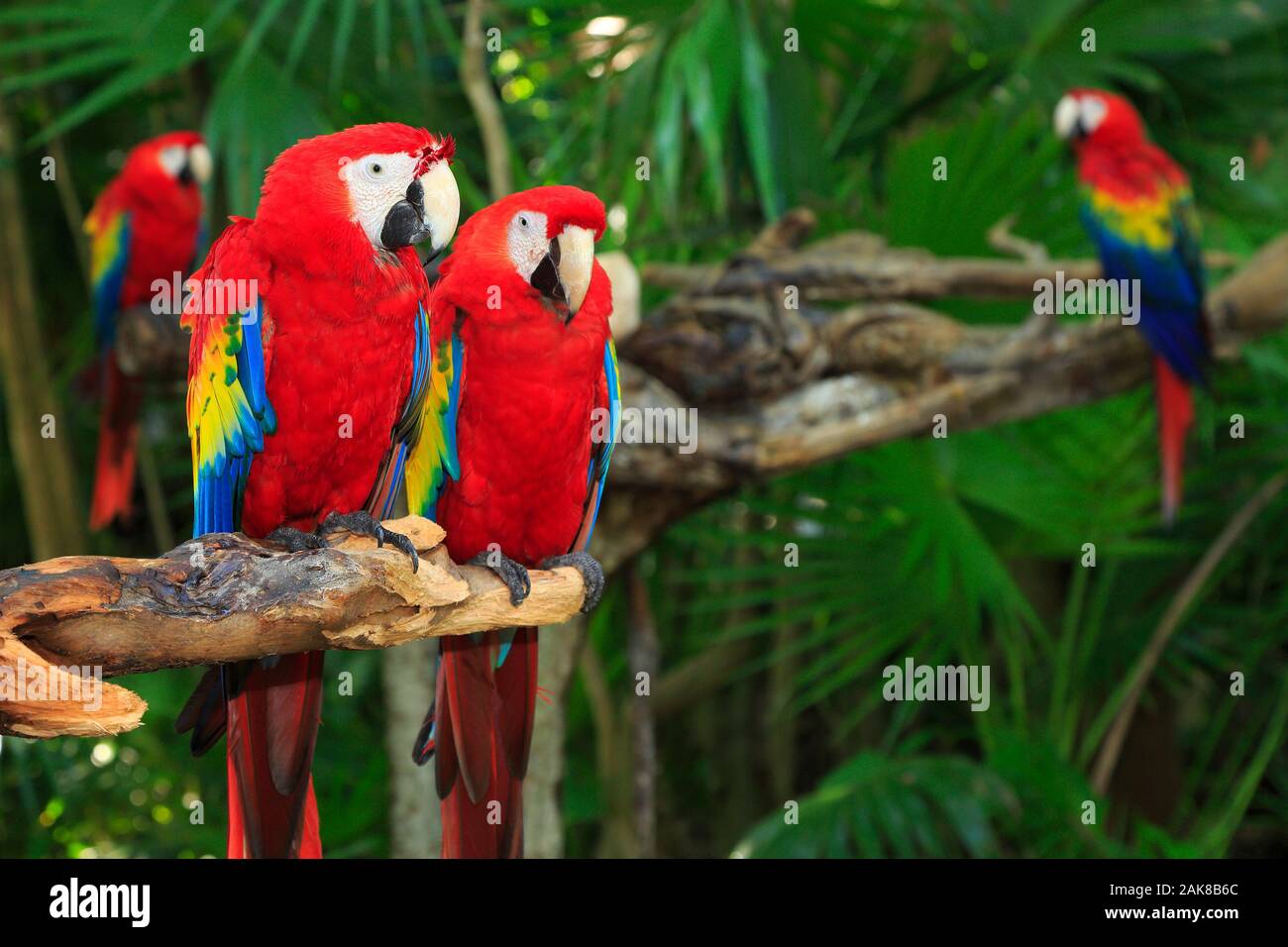 Ara perroquets dans la jungle, le Mexique Riviera Maya Banque D'Images