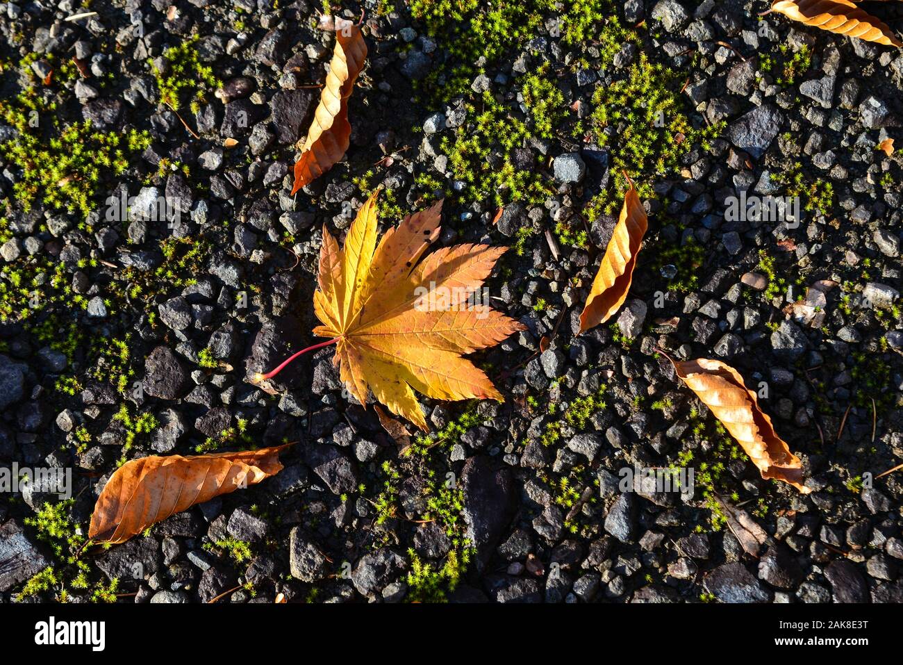 L'automne les feuilles tombées sur la mousse verte route en forêt profonde. Banque D'Images