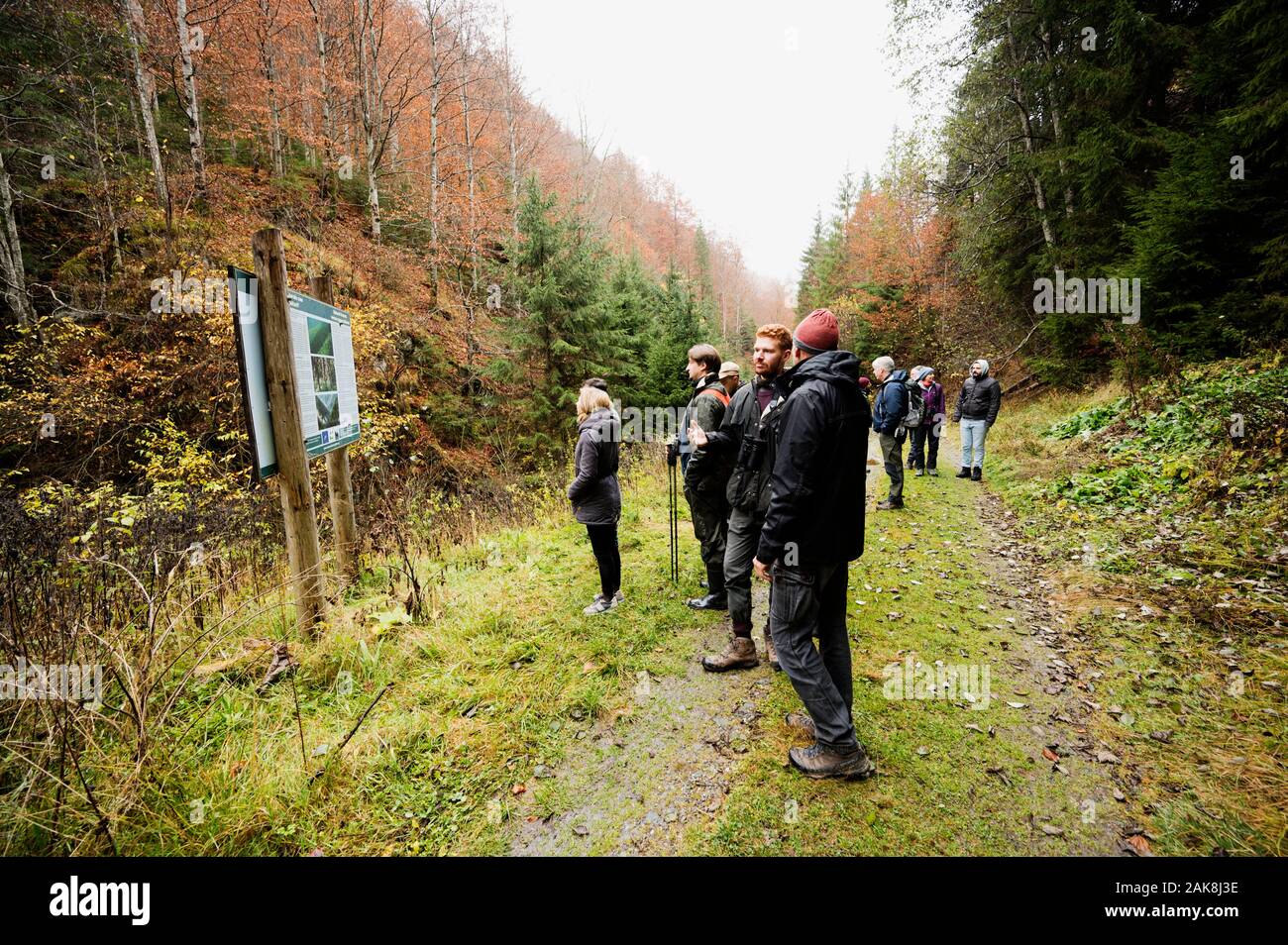Visiteurs observant la biodiversité naturelle des forêts de vesus monoculture, projet de restauration des écosystèmes, montagnes Fagaras de la vallée de la Haute Dombovita Roumanie. Banque D'Images