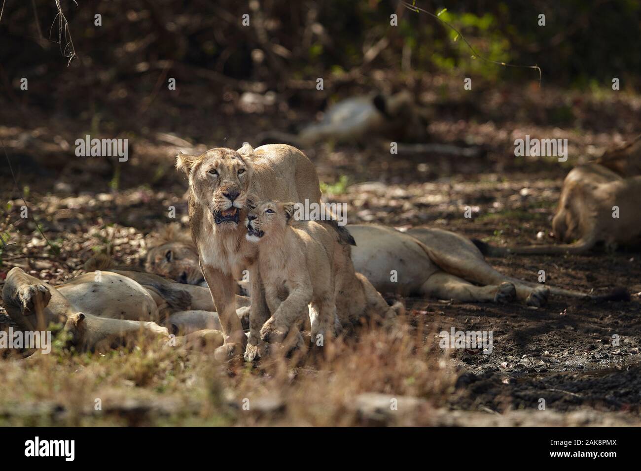 L'asiatique lionne cub de câlins au RIF, forêts de l'Inde. Banque D'Images