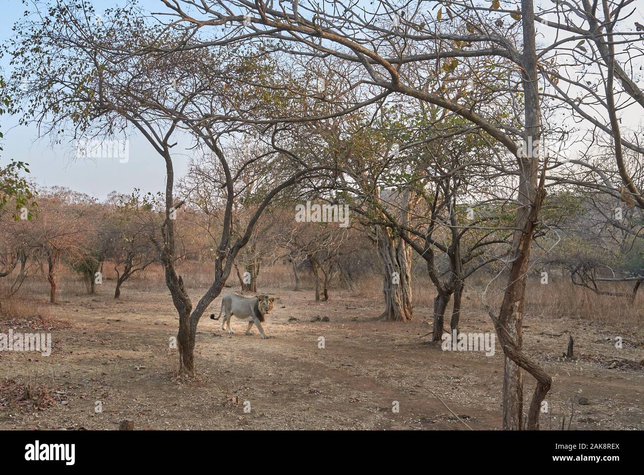 Asiatic Wild Lion rôdant au RIF, forêt de l'Inde. Banque D'Images