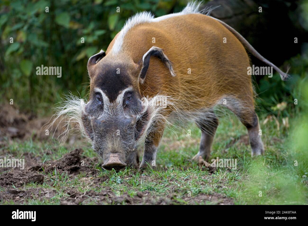 Porcs la rivière Rouge en captivité-Potamochoerus porcus Banque D'Images
