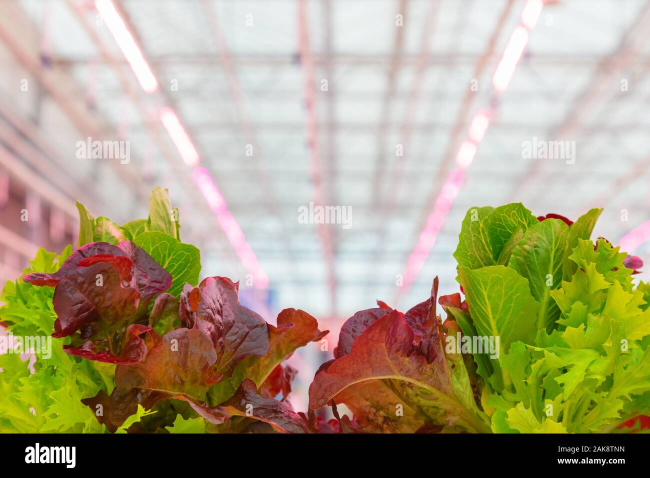 La croissance professionnelle de laitue avec éclairage led rose dans une serre hollandaise Banque D'Images