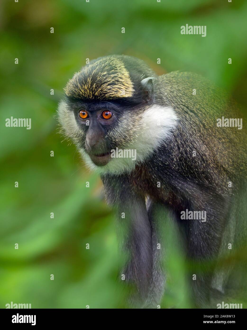 White-throated guénon Cercopithecus erythrogaster portrait mammifère en captivité Banque D'Images