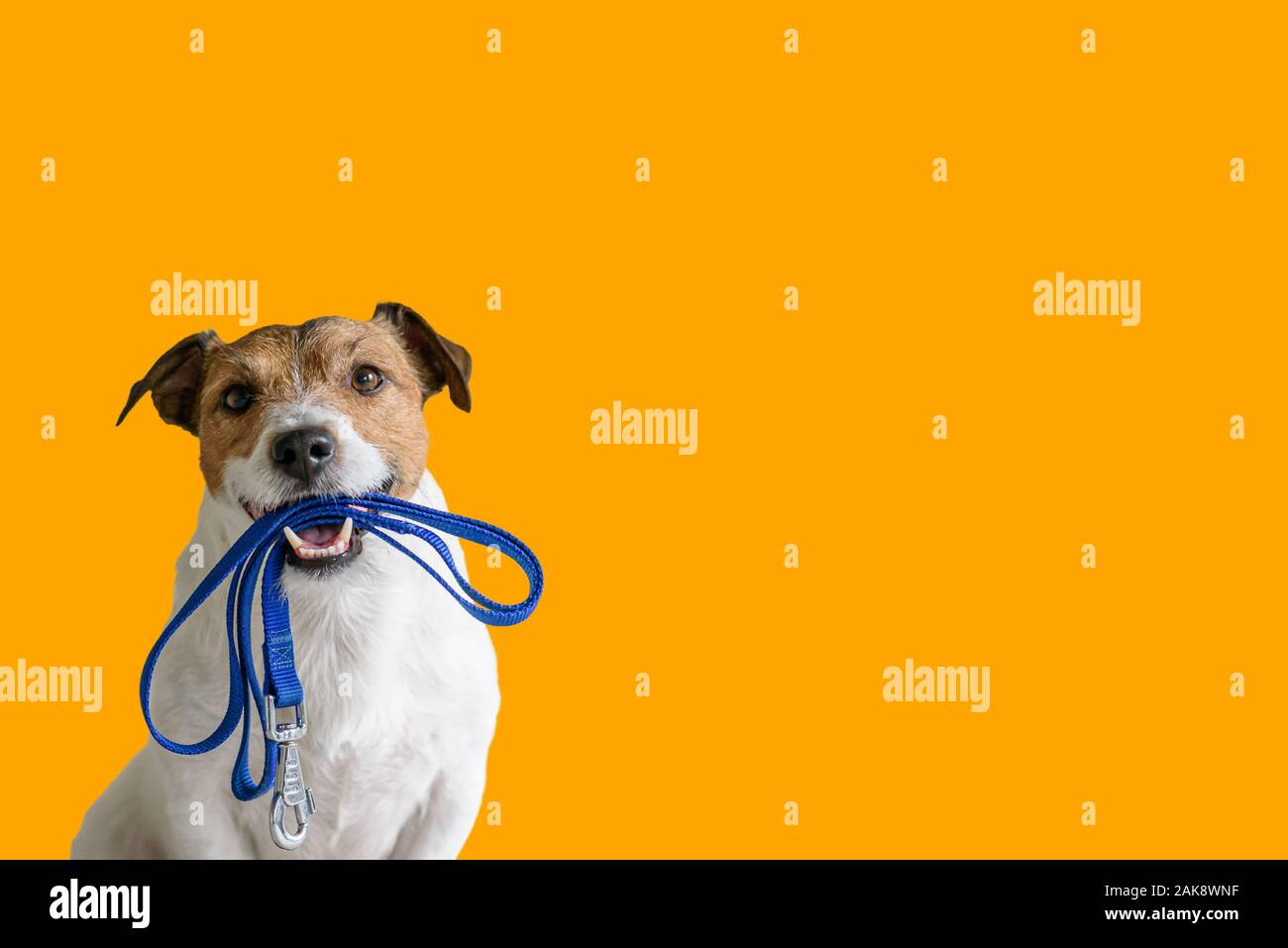 Dog sitting concept avec happy active dog holding animal laisse dans la bouche prête à aller pour marcher Banque D'Images