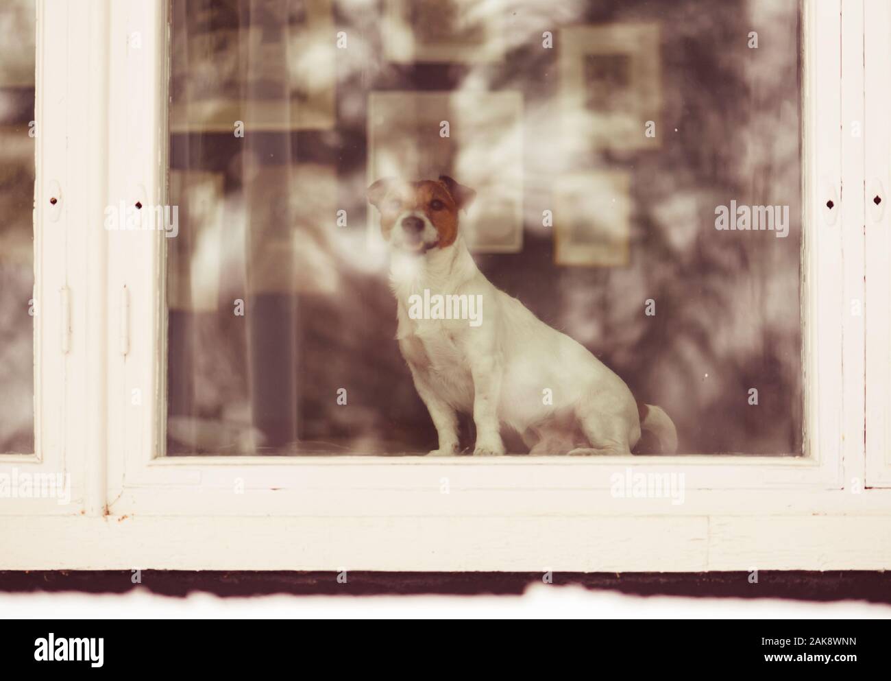 Journée d'hiver au chien assis derrière la fenêtre à la rue au cottage Banque D'Images