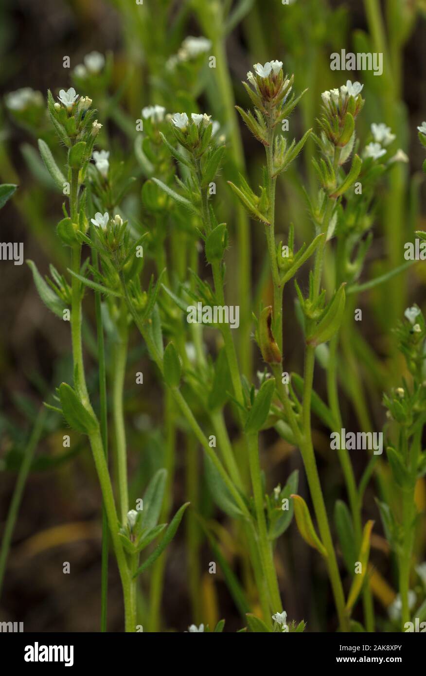 Buglossoides arvensis grémil, sur le terrain, en fleurs dans un champ. Mauvaises herbes arables en déclin. Banque D'Images