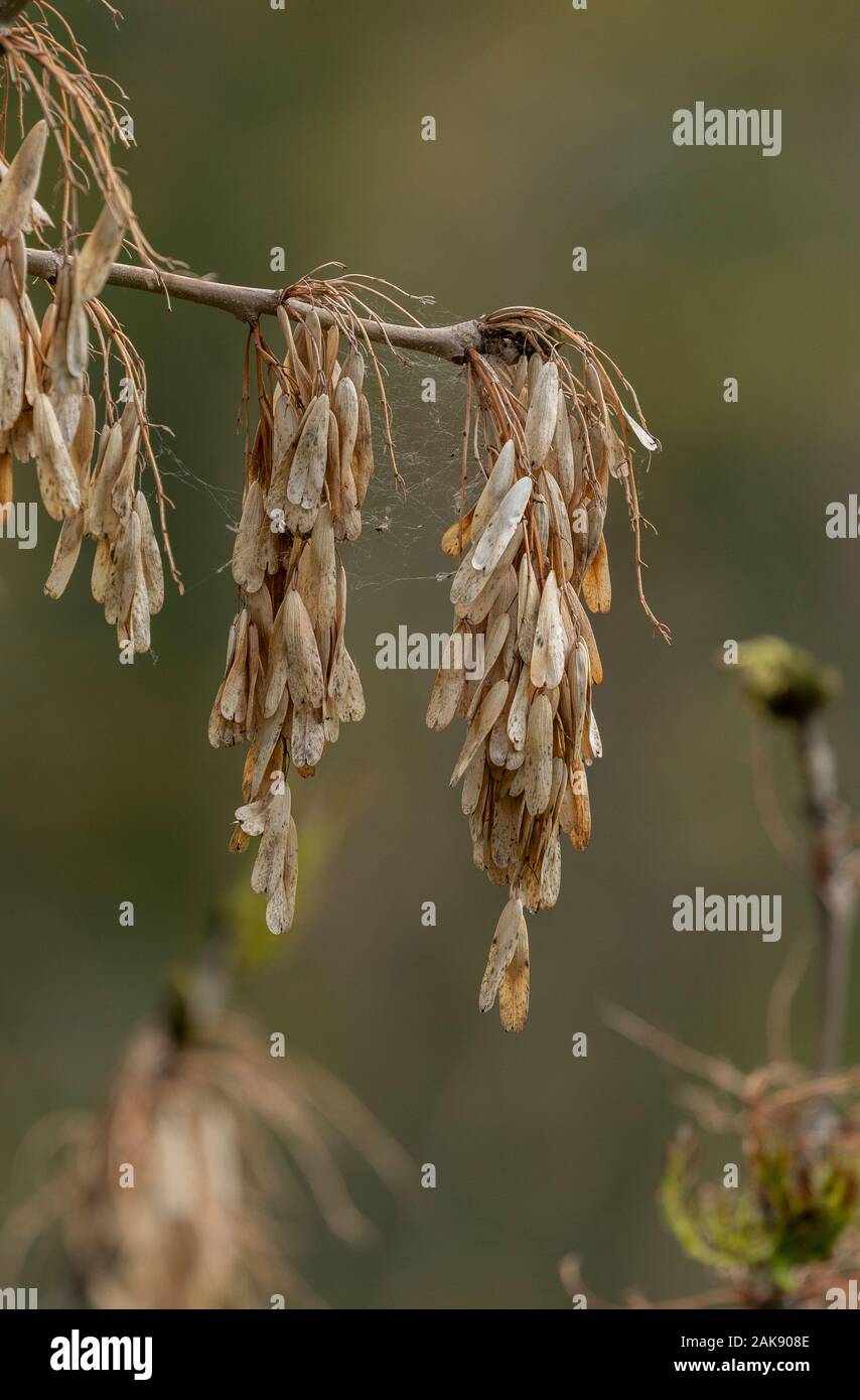 Frêne, Fraxinus excelsior, entrée en feuille, avec les fruits de l'année dernière. Banque D'Images