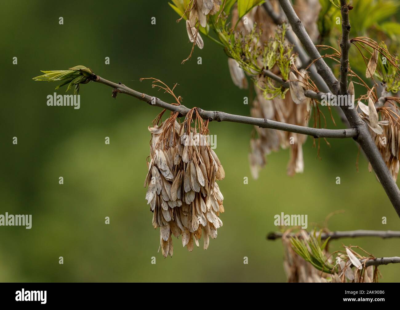 Frêne, Fraxinus excelsior, entrée en feuille, avec les fruits de l'année dernière. Banque D'Images