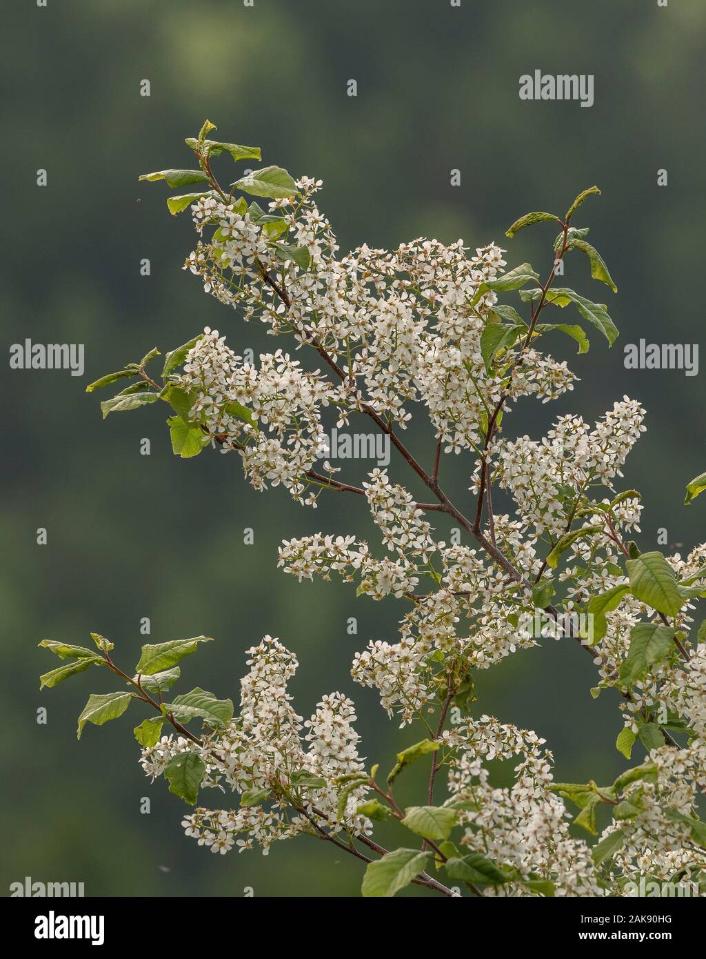 Bird cherry, Prunus padus, arbre en pleine floraison au printemps. Banque D'Images