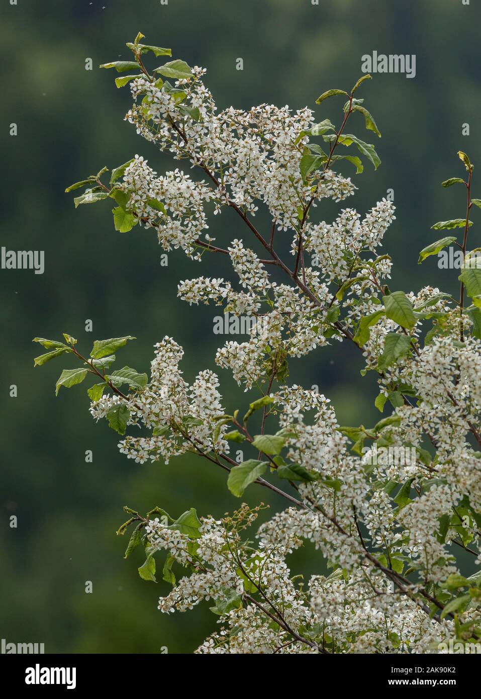 Bird cherry, Prunus padus, arbre en pleine floraison au printemps. Banque D'Images