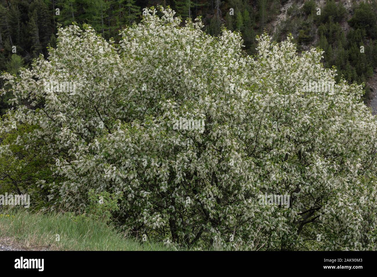 Bird cherry, Prunus padus, arbre en pleine floraison au printemps. Banque D'Images