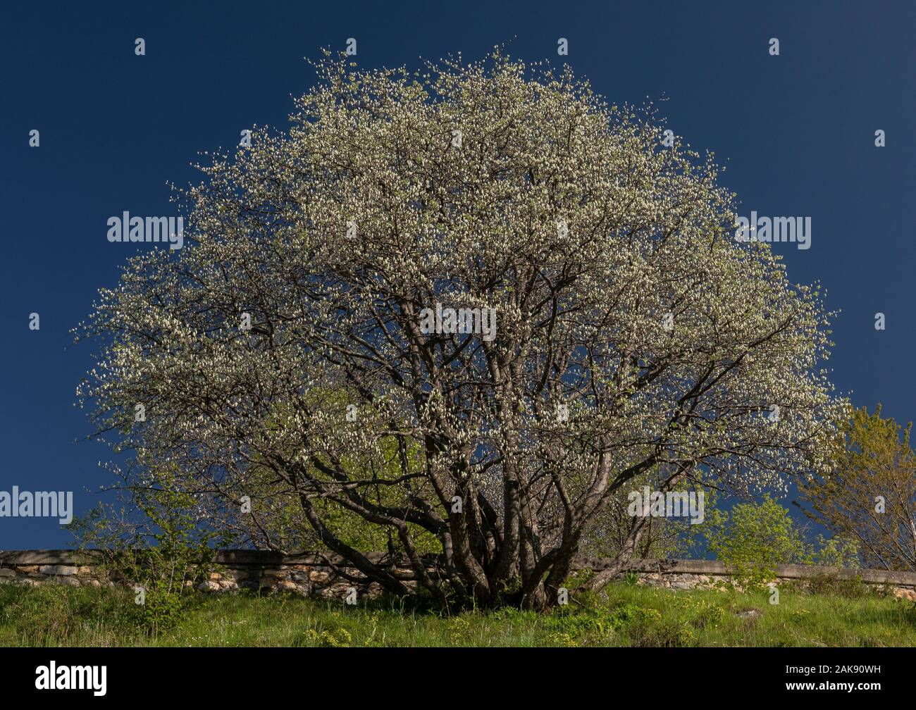Sorbus aria, Quercus palustris, juste entrée en feuille, montrant white face inférieure des feuilles. Au printemps. Banque D'Images