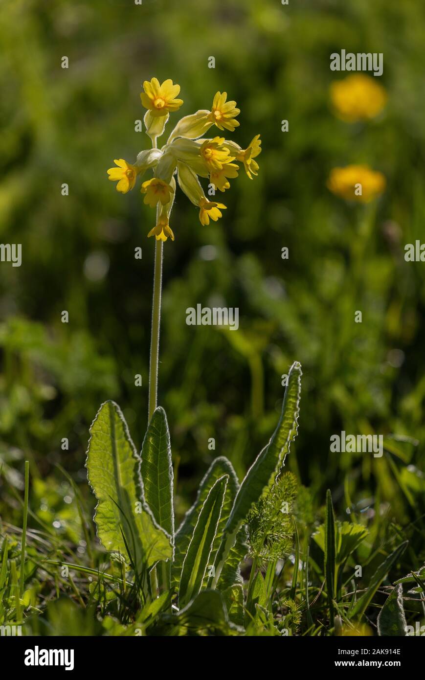 Primula veris Cowslips,, dans les pâturages au printemps. Banque D'Images