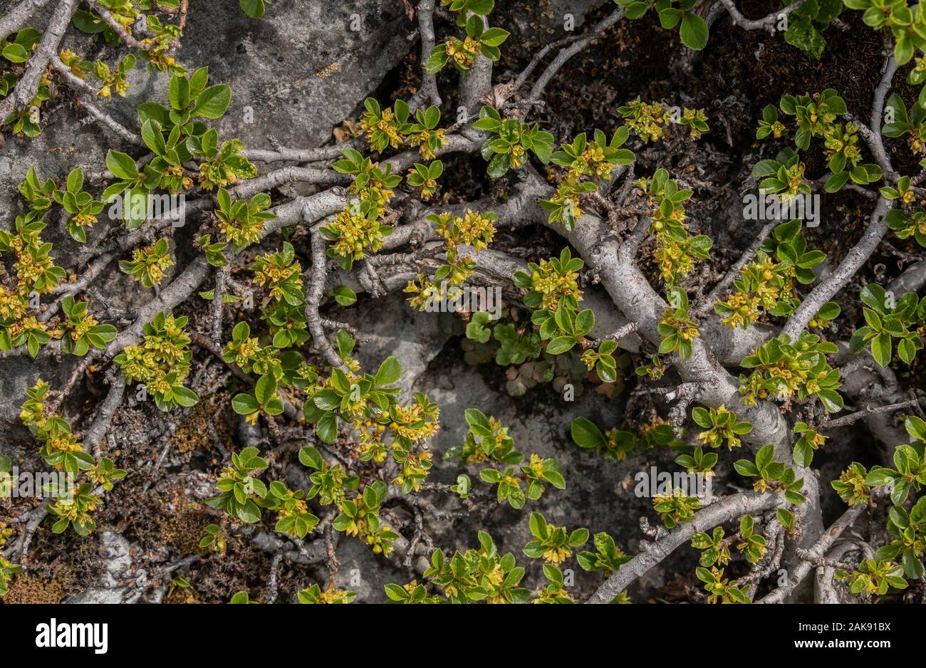 Le nerprun nain, Rhamnus pumila ; bush prostré en fleurs et fruits, sur roche calcaire. Alpes Maritimes. Banque D'Images