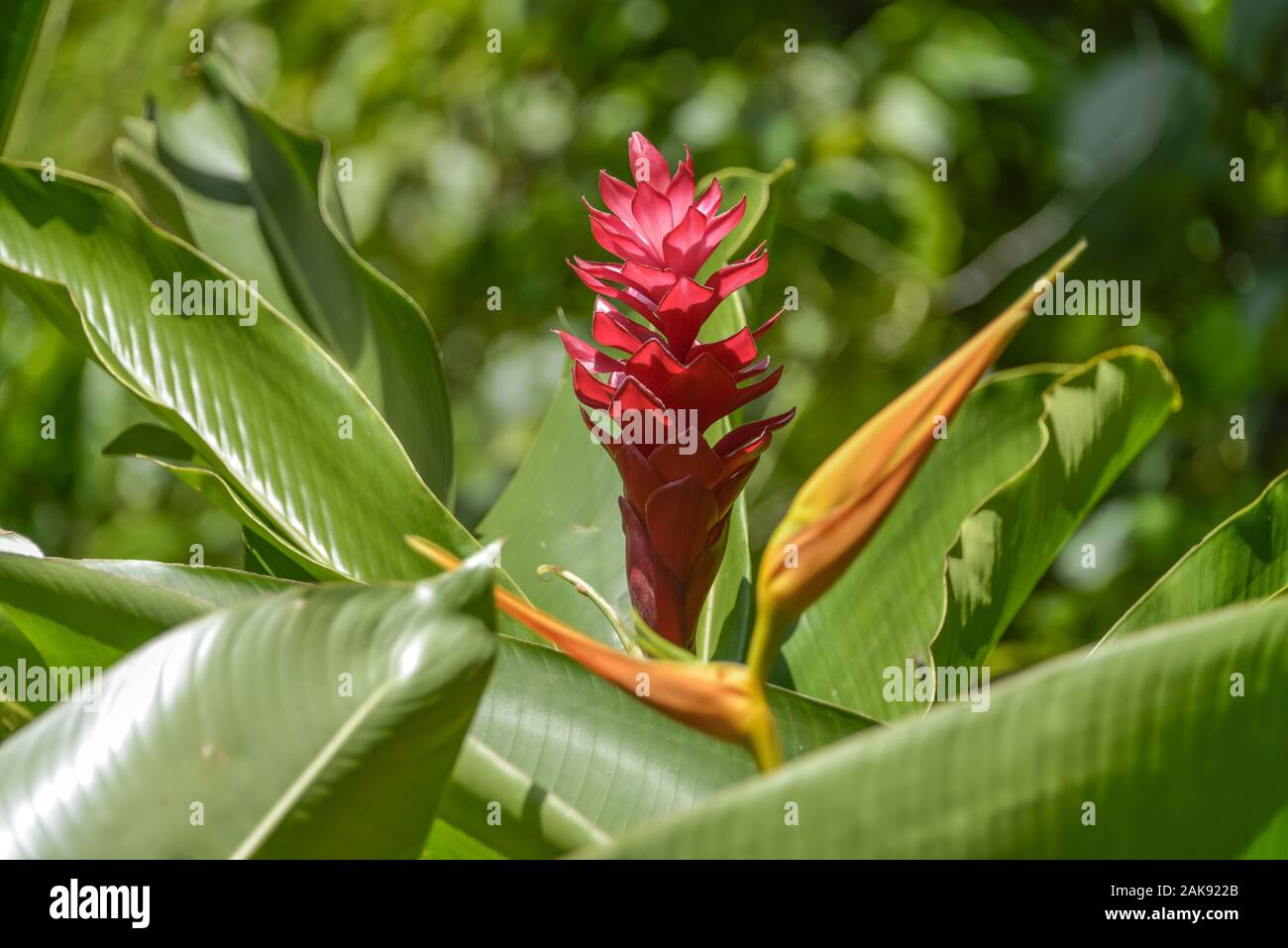 Alpinia Purpurata oder roter Ingwer, Mexique Banque D'Images