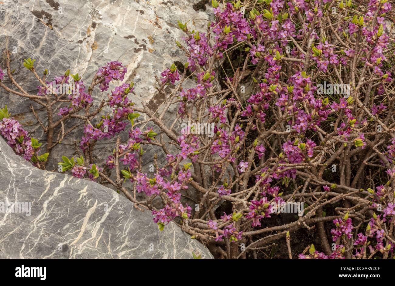 Mezereon, Daphne mezereum, en fleurs au début du printemps. Banque D'Images
