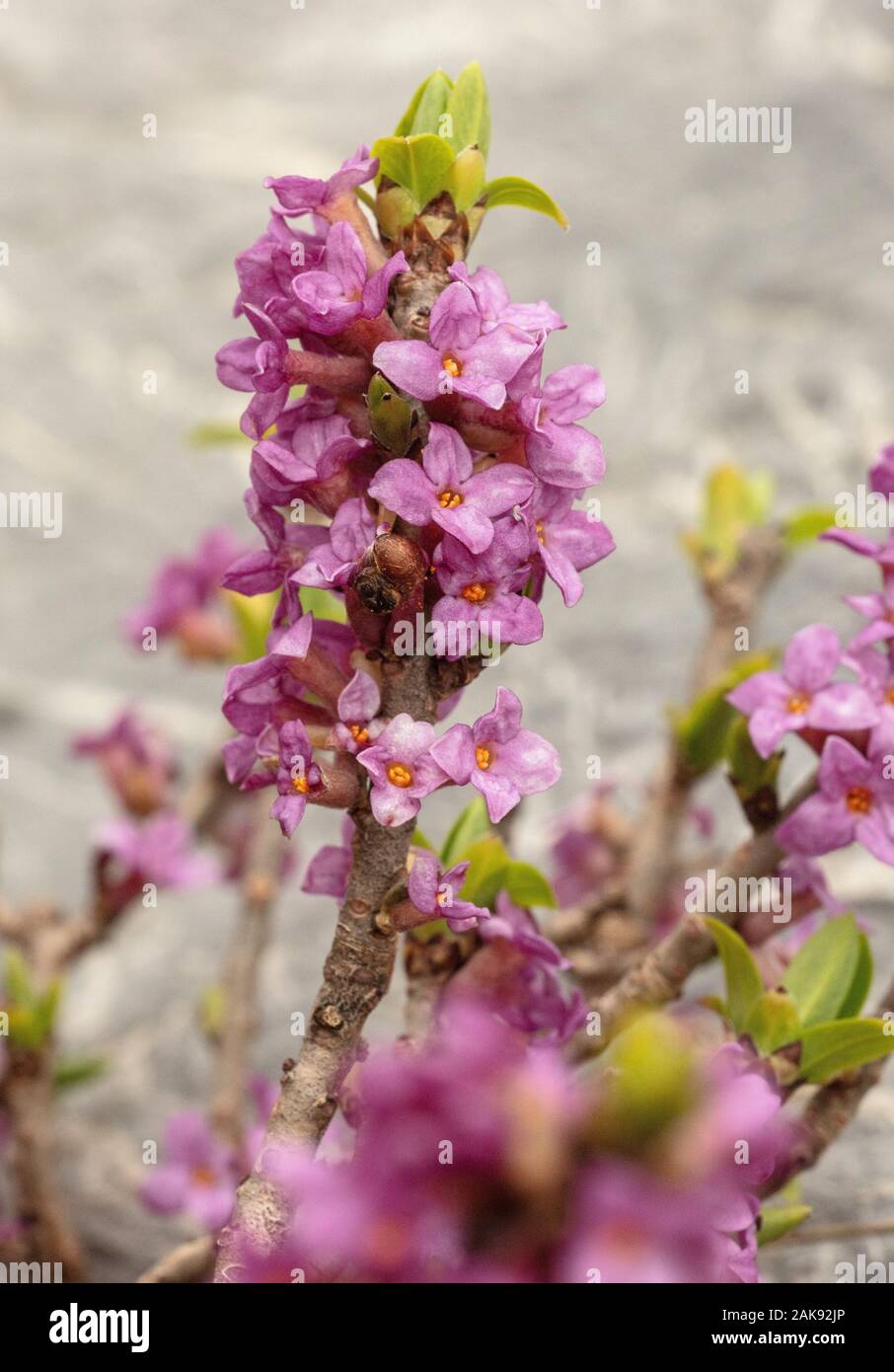 Mezereon, Daphne mezereum, en fleurs au début du printemps. Banque D'Images