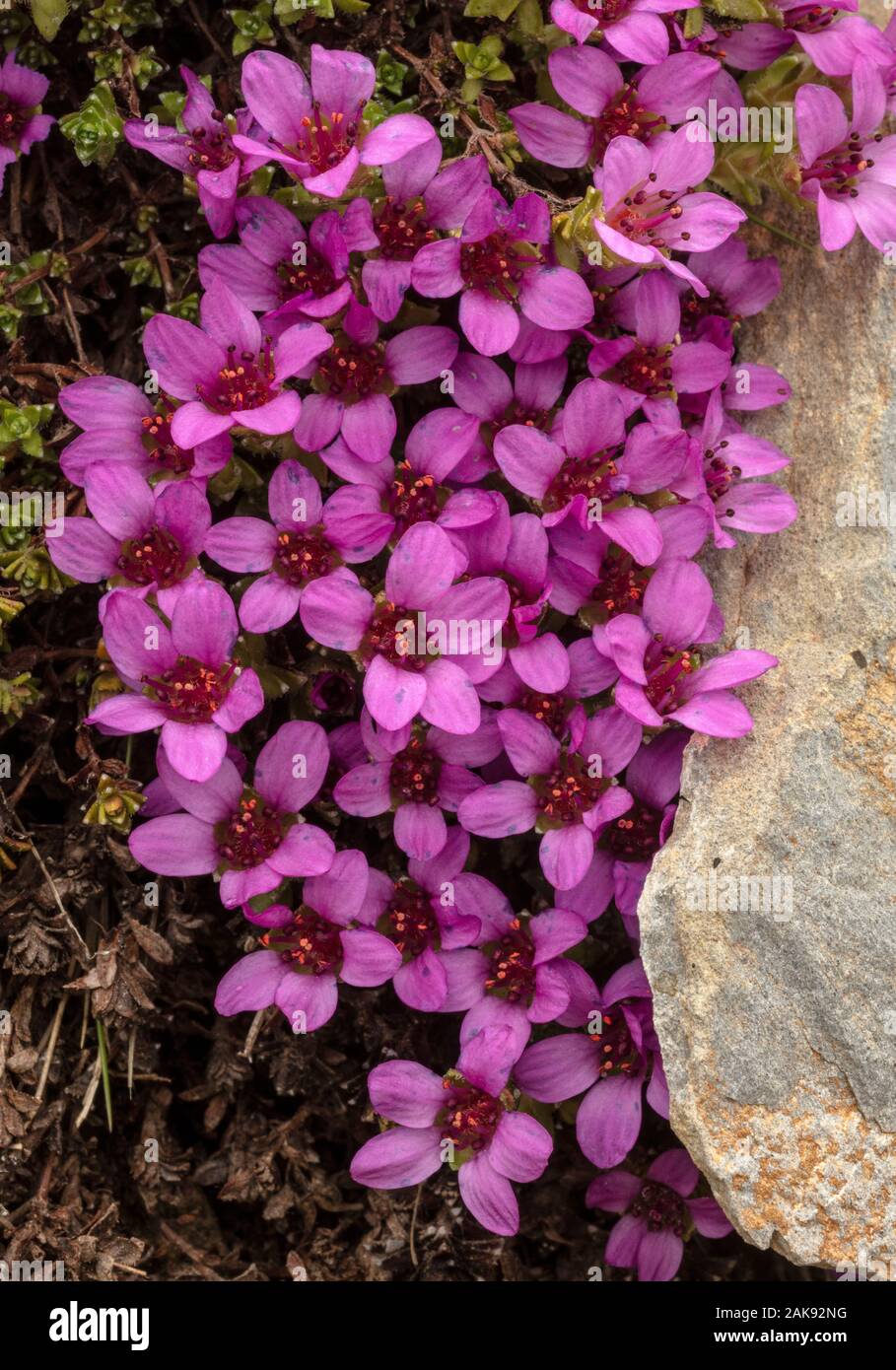 La Saxifraga, Saxifraga oppositifolia, en pleine floraison sur du calcaire. Banque D'Images