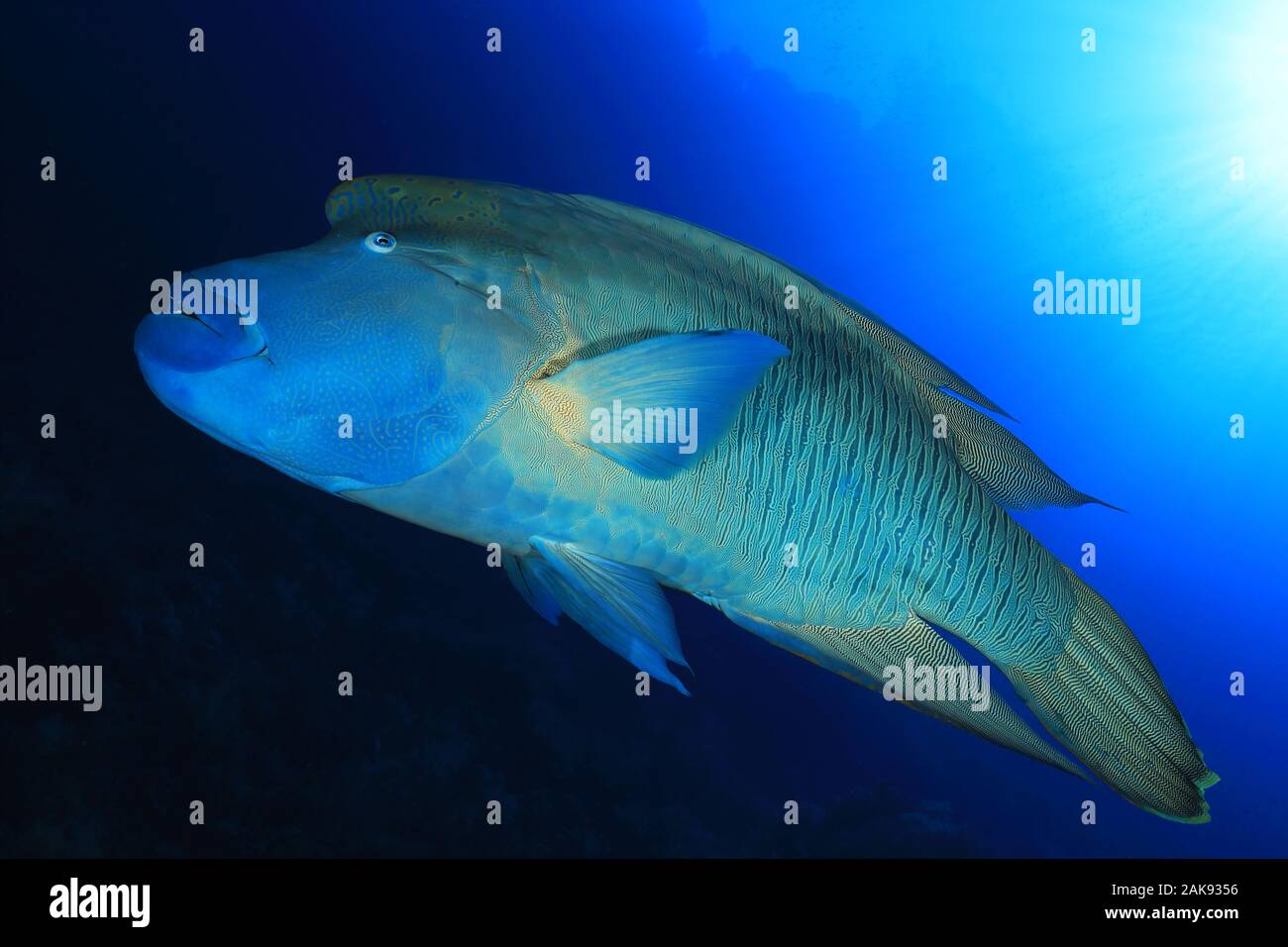 Poisson Napoléon ou poisson Napoléon (Cheilinus undulatus) sous l'eau dans l'océan Banque D'Images
