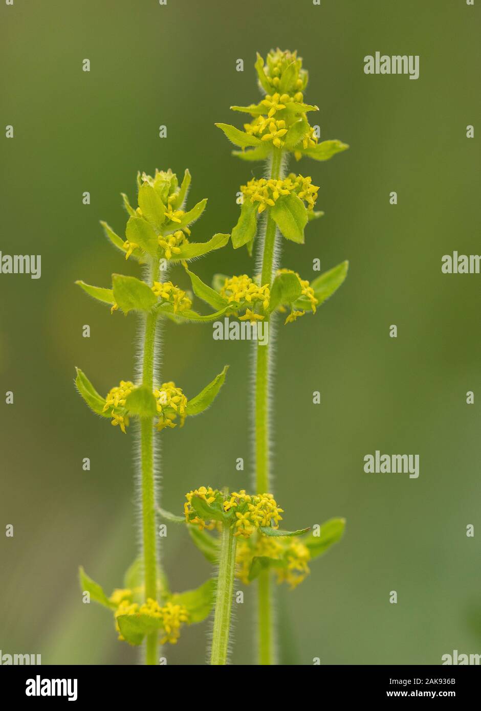 Cruciata laevipes Crosswort,, en fleurs dans les prairies. Banque D'Images