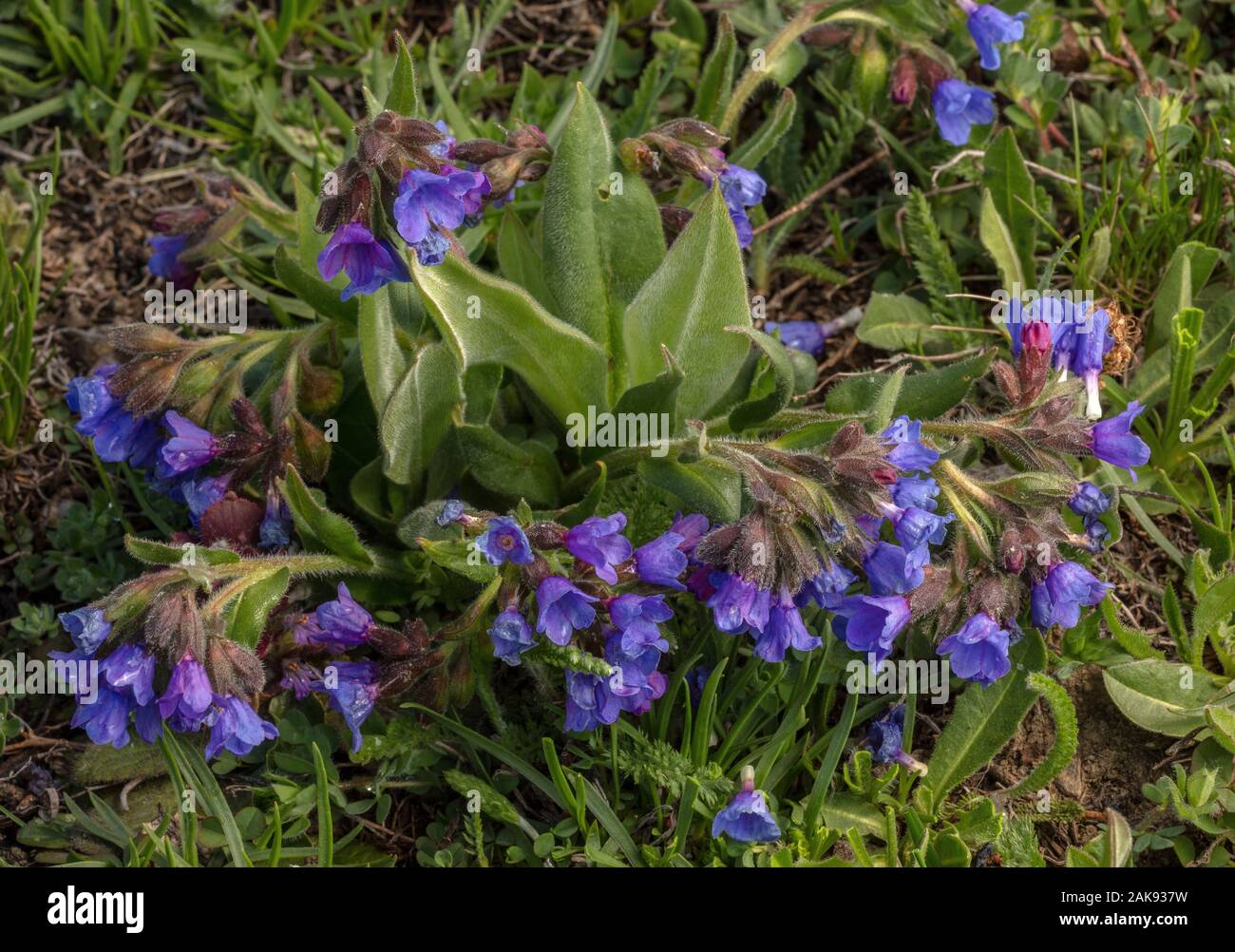Herbe de la montagne, Pulmonaria montana en fleurs dans les prairies de montagne, mont Cenis, Alpes Françaises. Banque D'Images